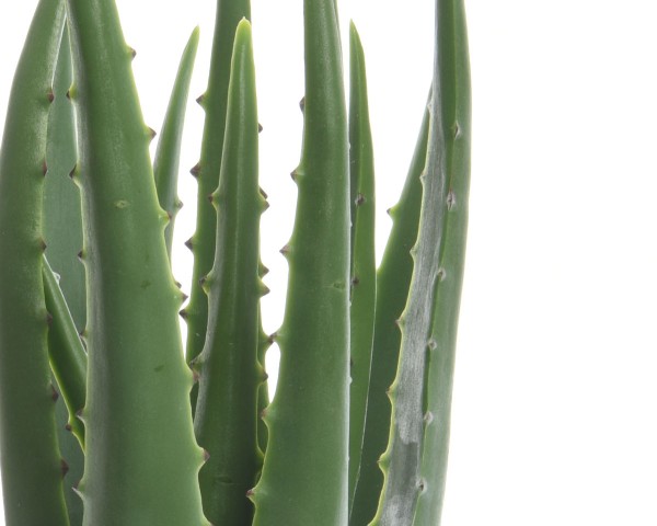 Kaemingk Aloe Vera im Topf Kunstblume naturgetreue Verarbeitung
