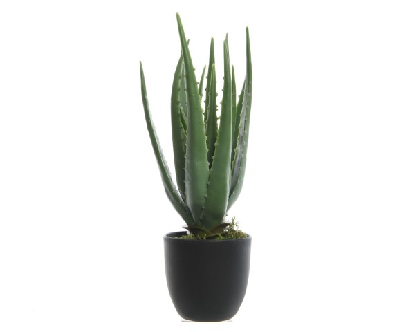 Kaemingk Aloe Vera im Topf dekorativ & pflegeleicht
